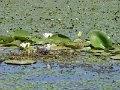 Tisza-to - anya madar-kis-csibevel